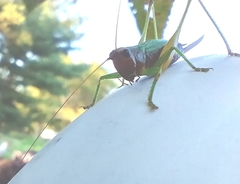 Conocephalus nigropleurum