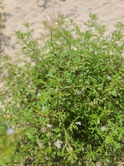 Leucospora multifida
