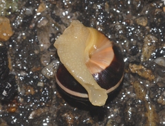 Cepaea hortensis
