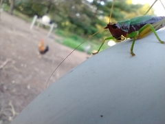 Conocephalus nigropleurum