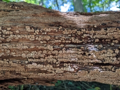 Xylobolus frustulatus