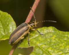 Derospidea brevicollis