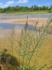Diplachne fusca