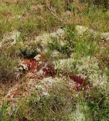 Sphagnum capillifolium