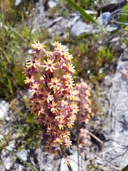 Struthiola ciliata