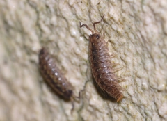 Porcellio monticola