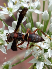 Polistes fuscatus