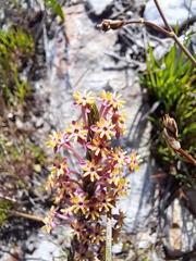 Struthiola ciliata