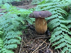 Xerocomellus pruinatus