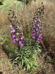 Liatris scariosa
