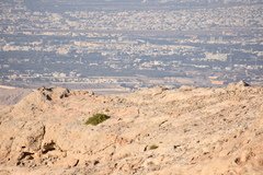 Neophron percnopterus