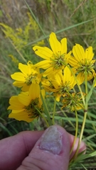 Bidens trichosperma