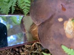 Xerocomellus pruinatus