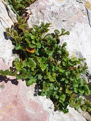 Asplenium ruta-muraria