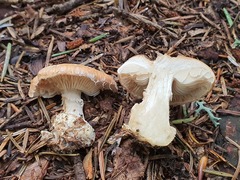 Leucocortinarius bulbiger