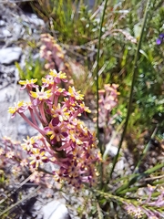 Struthiola ciliata