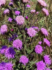 Liatris scariosa