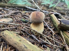 Xerocomellus pruinatus