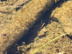 Limnoporus notabilis