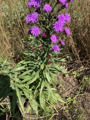 Liatris scariosa