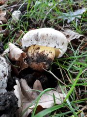 Caloboletus radicans