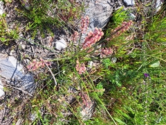 Struthiola ciliata