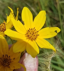 Bidens trichosperma