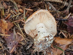 Leucocortinarius bulbiger
