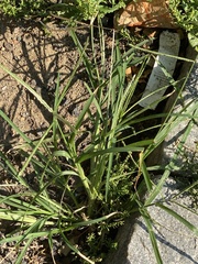 Eleusine indica
