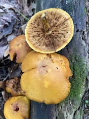 Gymnopilus luteus