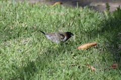 Spermestes cucullata scutata