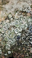 Lecanoraceae