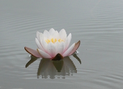 Nymphaea alba