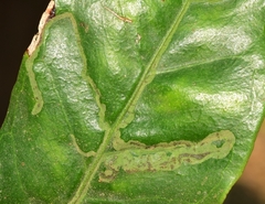 Phyllocnistis citrella