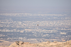 Neophron percnopterus