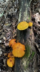 Gymnopilus luteus