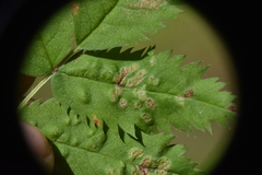 Arthropoda