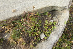 Veronica bellidioides