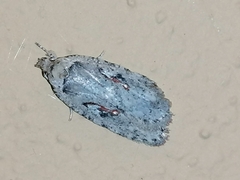 Agonopterix ocellana