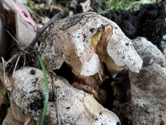 Caloboletus radicans