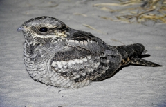 Caprimulgus europaeus