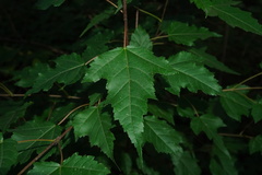 Acer ginnala