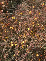 Pultenaea spinosa