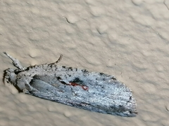 Agonopterix ocellana