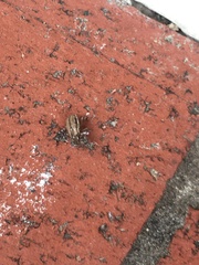Naupactus peregrinus