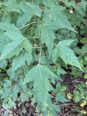 Acer ginnala
