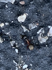 Camponotus