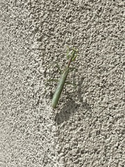Stagmomantis