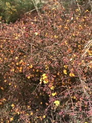 Pultenaea spinosa