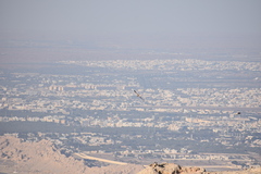 Neophron percnopterus